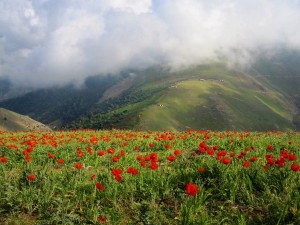 iran nature