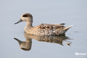 iran birdwatching