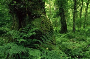 Hyrcanian Forests