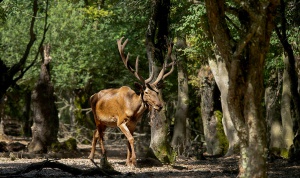 Hyrcanian Forest Fauna