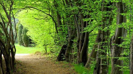 Hyrcanian forest in UNESCO