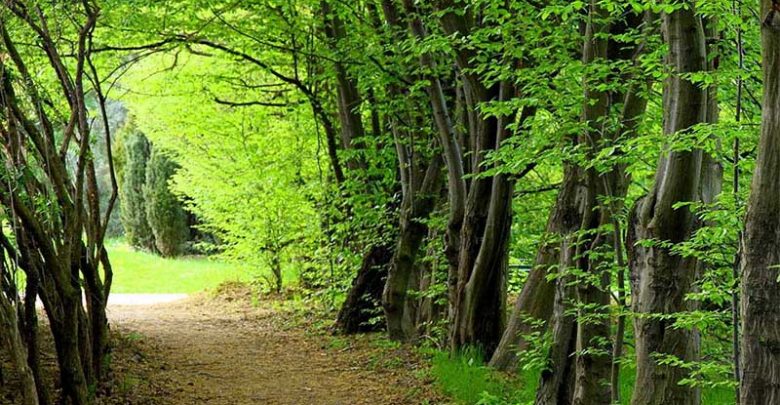 Hyrcanian forest in UNESCO