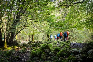 Hyrcanian forests in UNESCO