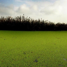 Anzali Lagoon a fantastic attraction-Caspian Sea 2