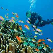 Diving in Persian Gulf-Kish Island