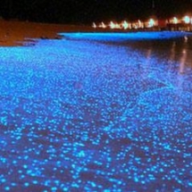 Glowing Beaches of Chabahar- Iran 3